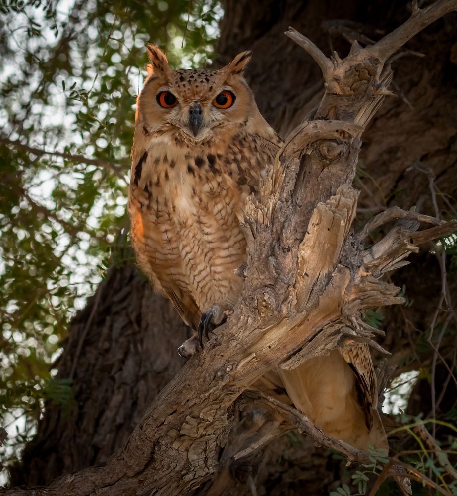 Фотография автора Hari Govindarajulu