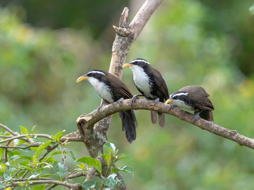 Фотография автора Hari Govindarajulu