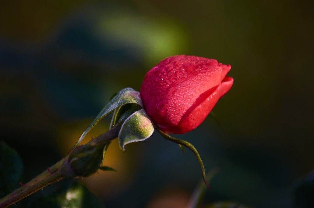 Photograph by Алексей Петров