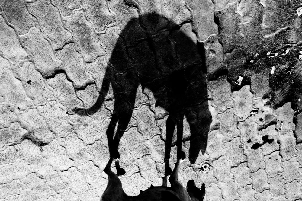 Dog Shadow