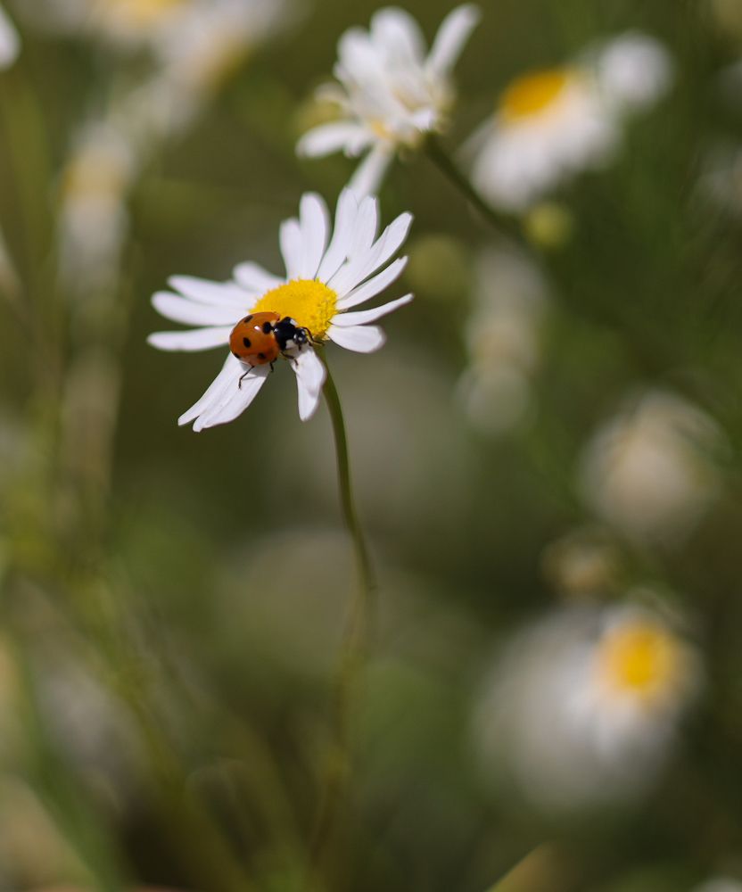Photograph by Валентина Кваскова