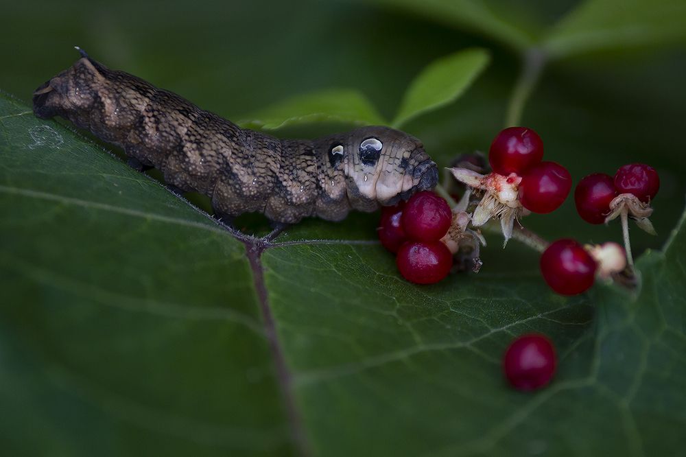 Photograph by Олег Тетерин