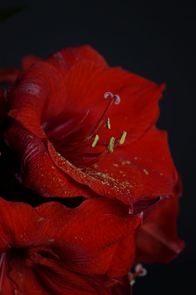 Гиппеаструм