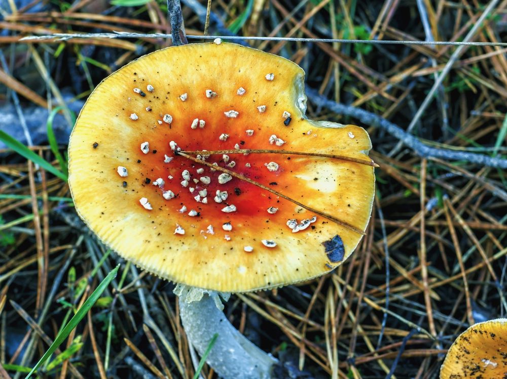 Шляпка гриба..