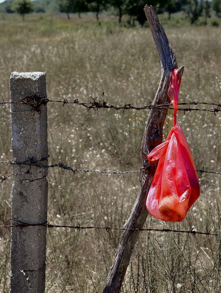 Photograph by ЗОЯ МЕДВЕДЕВА