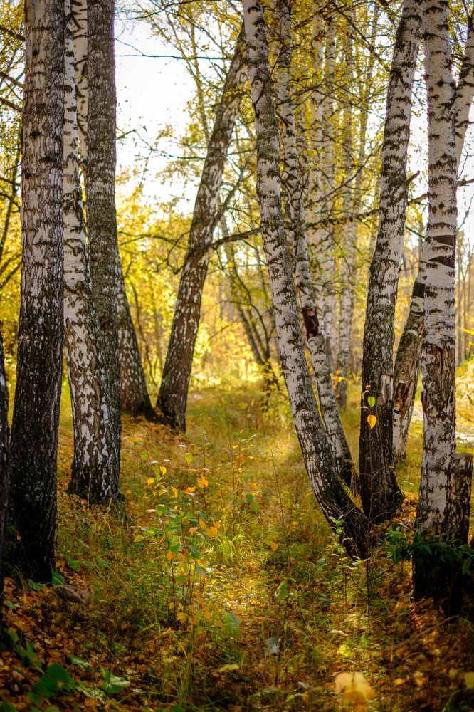Photograph by Павел Синегубов