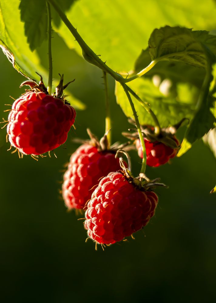 Photograph by Ольга Слотвинская