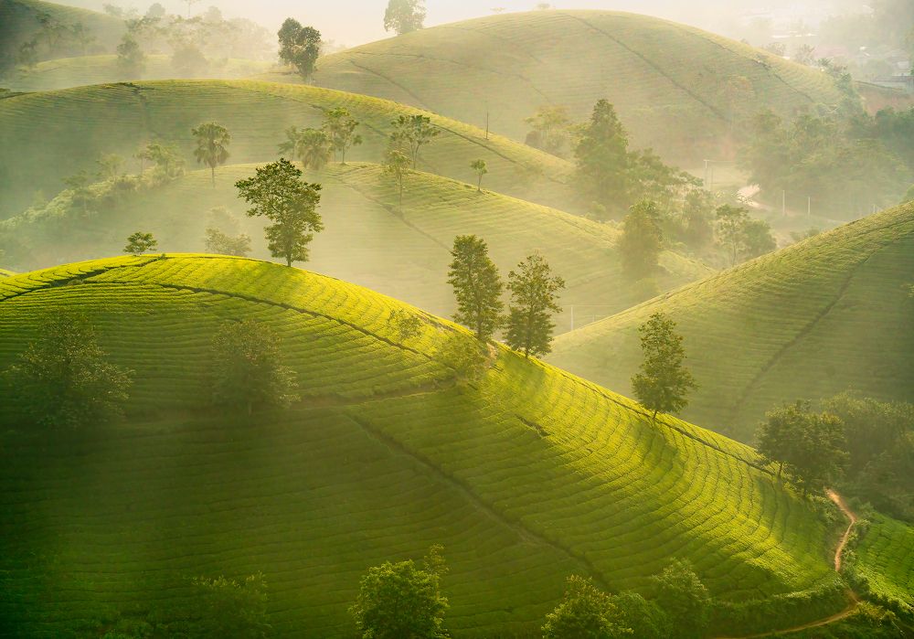 Photograph by MT-nguyen