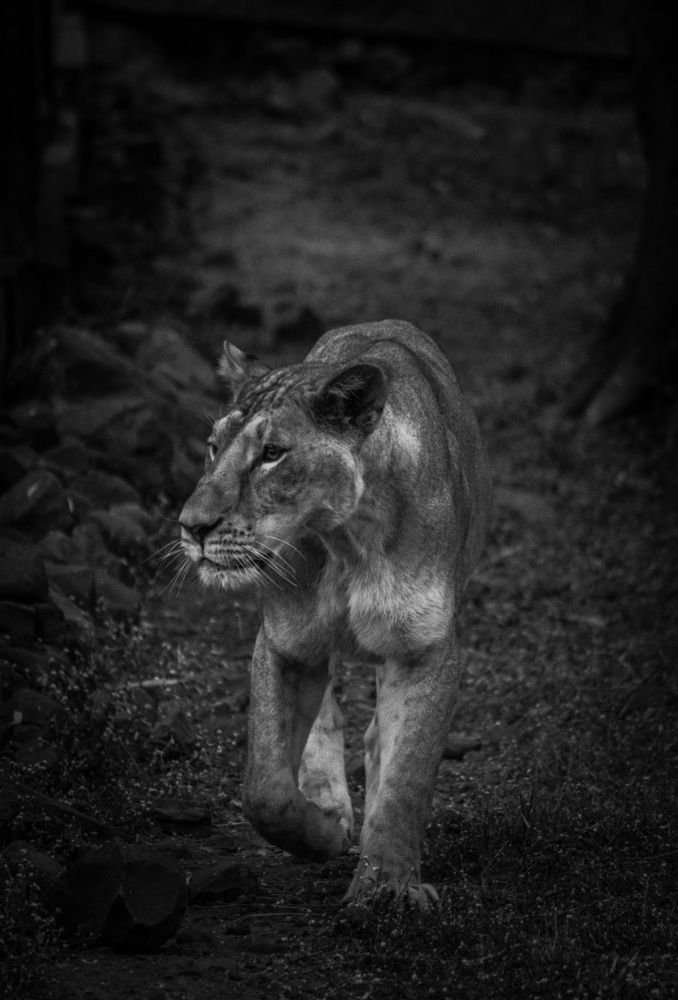 Photograph by Anshuman Tiwari