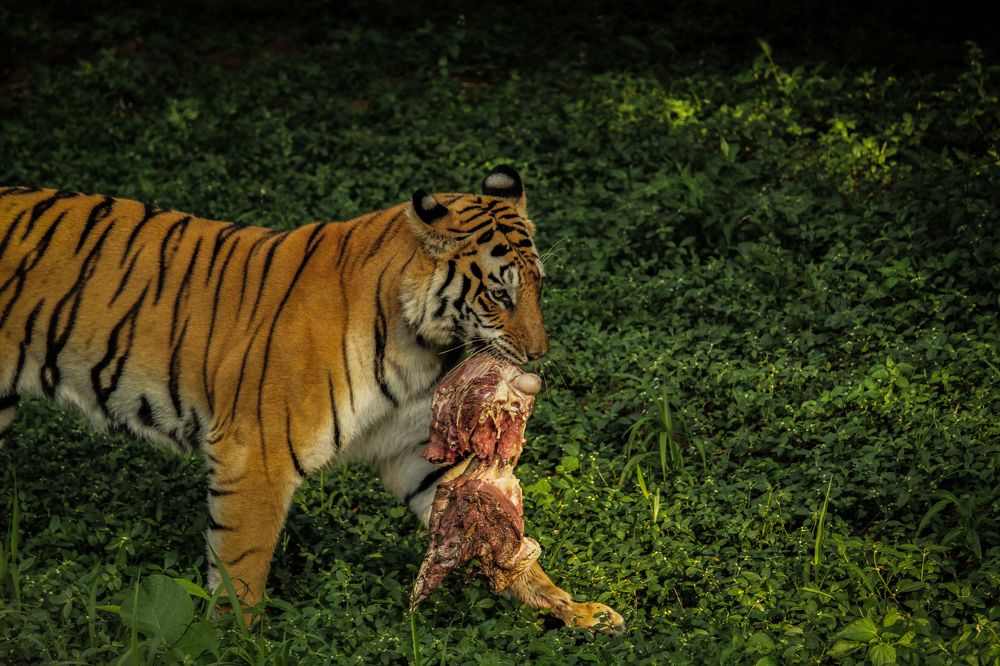 Photograph by Anshuman Tiwari