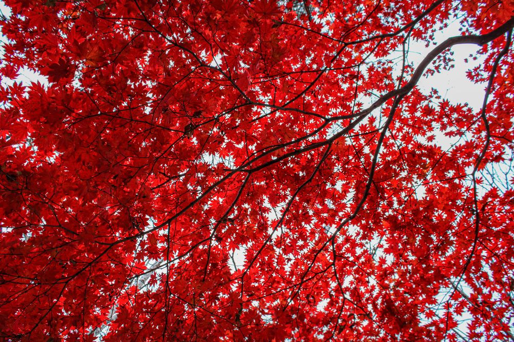 Photograph by Наталья Степченко