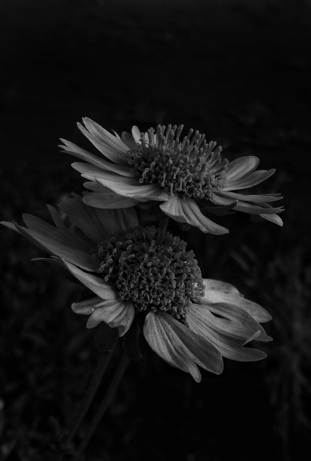 Black and white photo