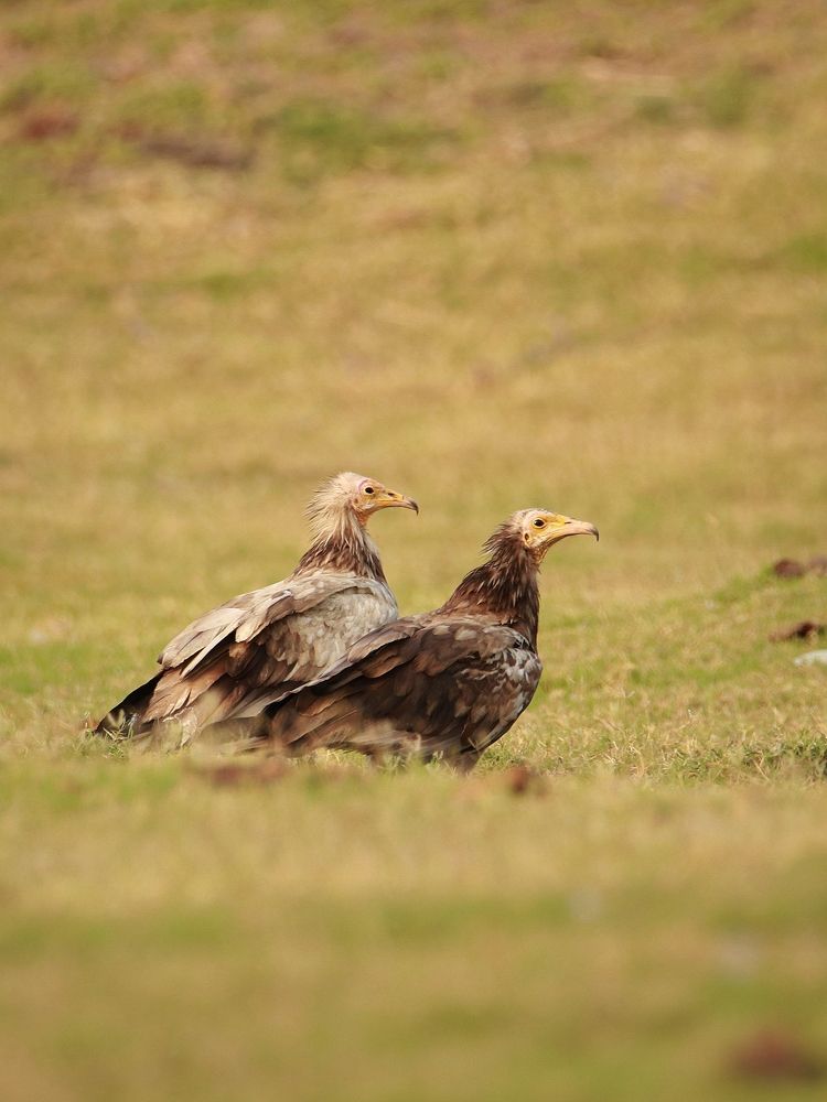 Photograph by Premal Nandpal