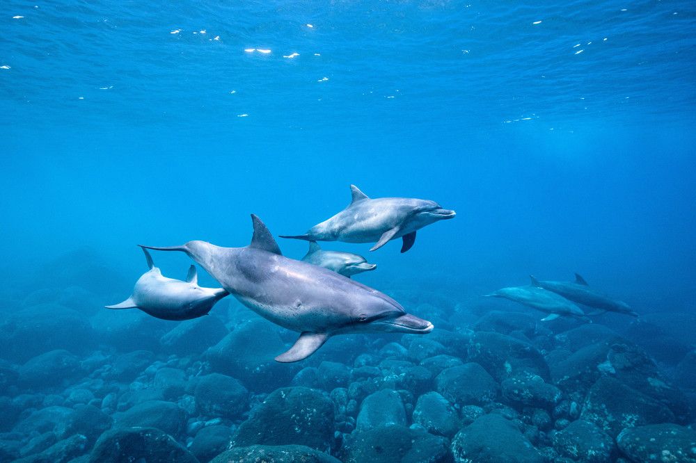 Photograph by Junya Higashi