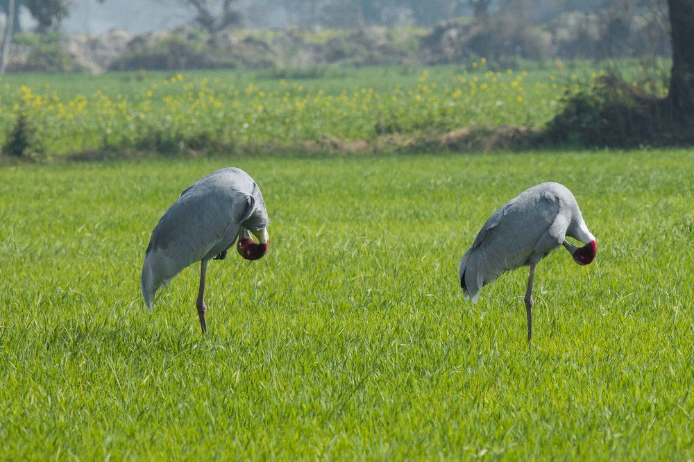 Photograph by AJITH MANIYAN