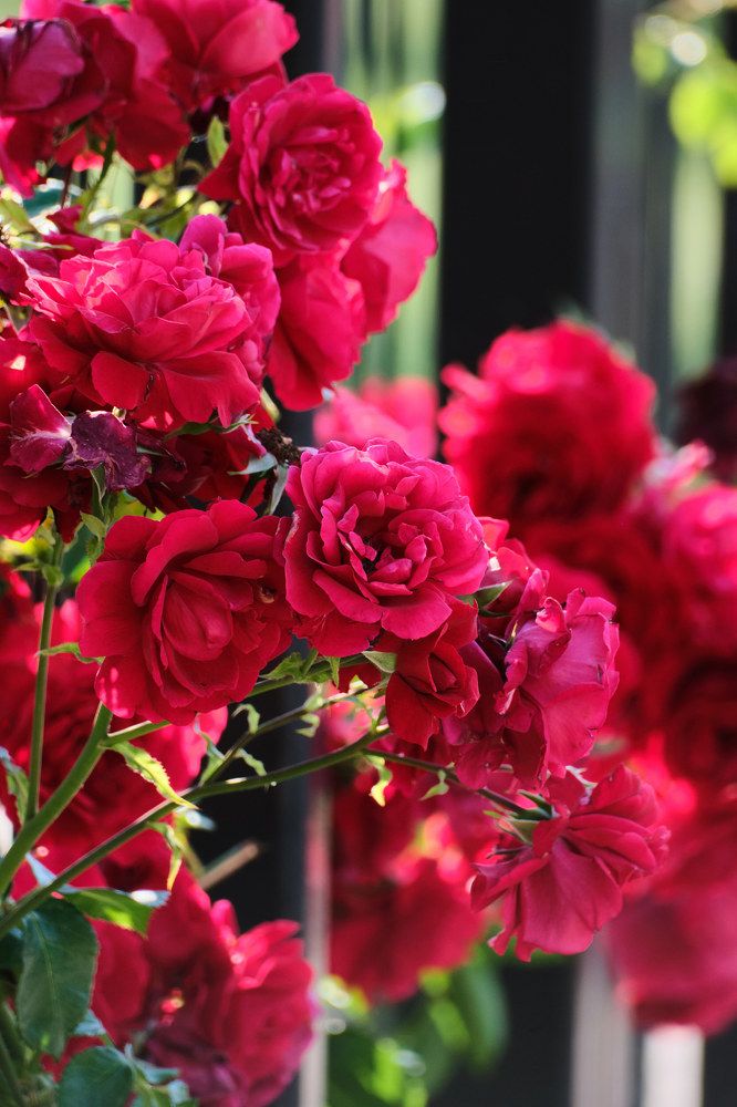 Photograph by Andrey Chernyuk