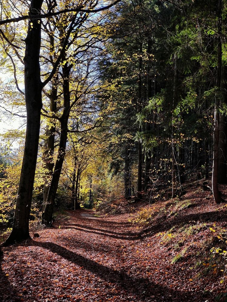 Фотография автора Laura Skwarek