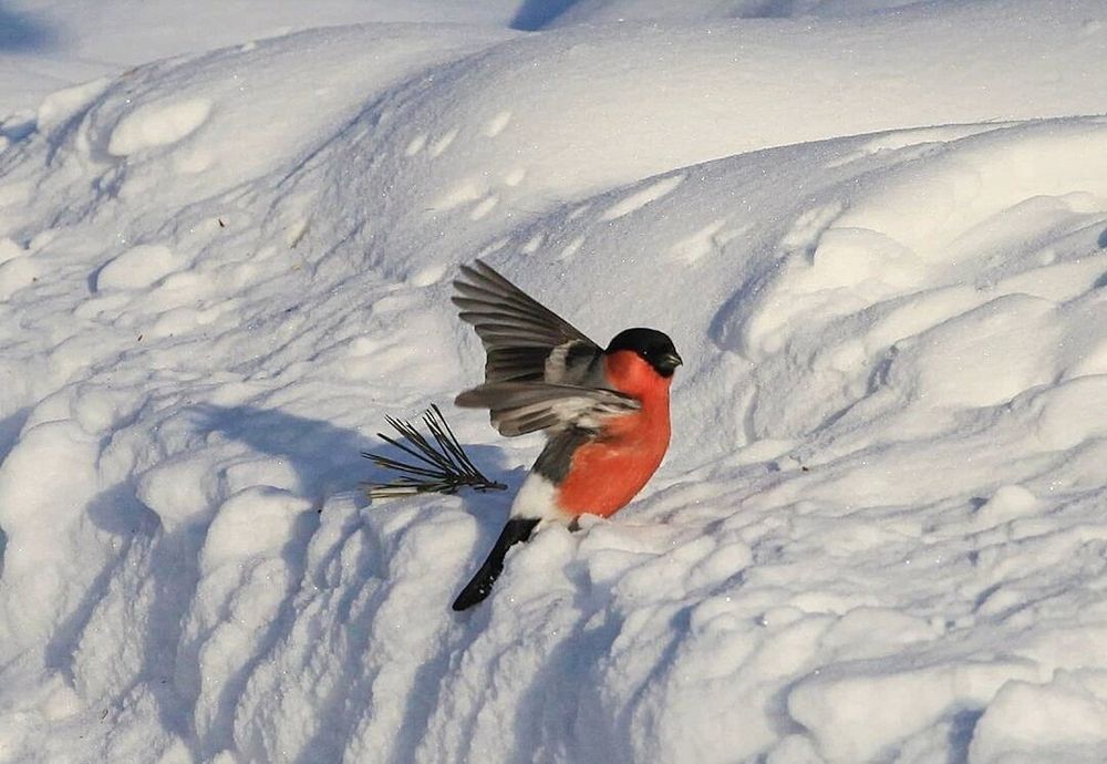 Photograph by Мария Овсечук