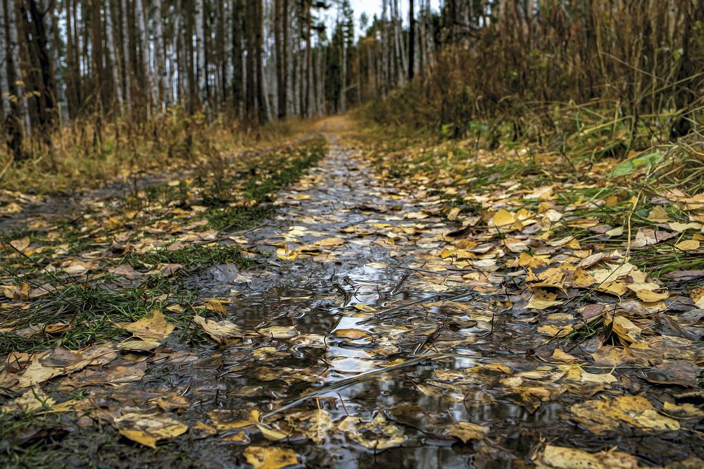 Фотография автора Лариса Корсакова