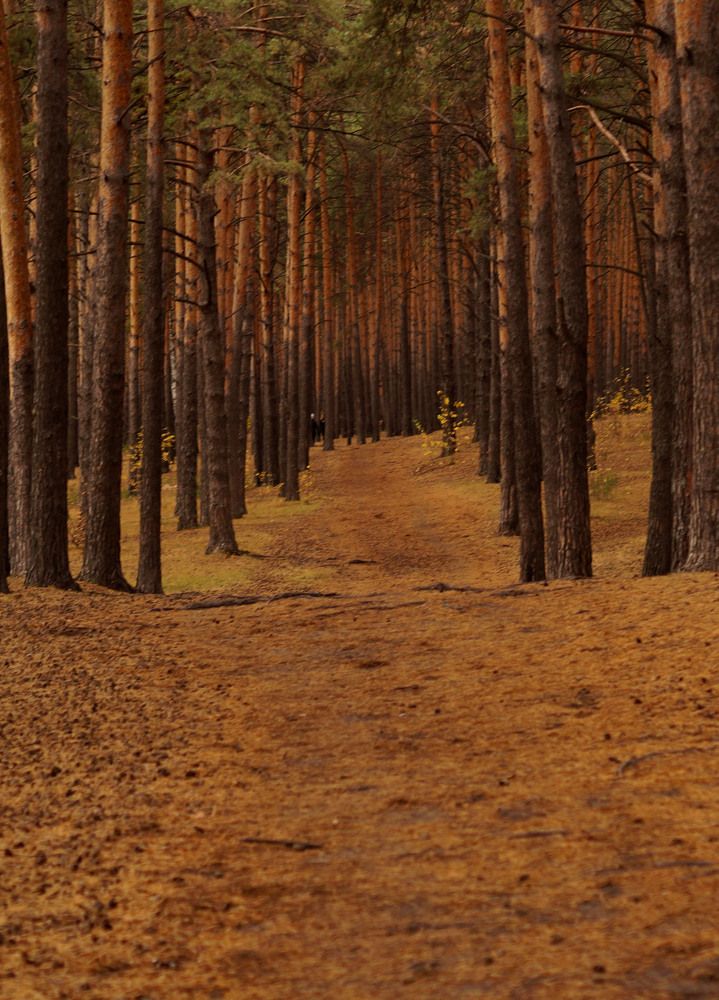 Photograph by Людмила Чудмаева