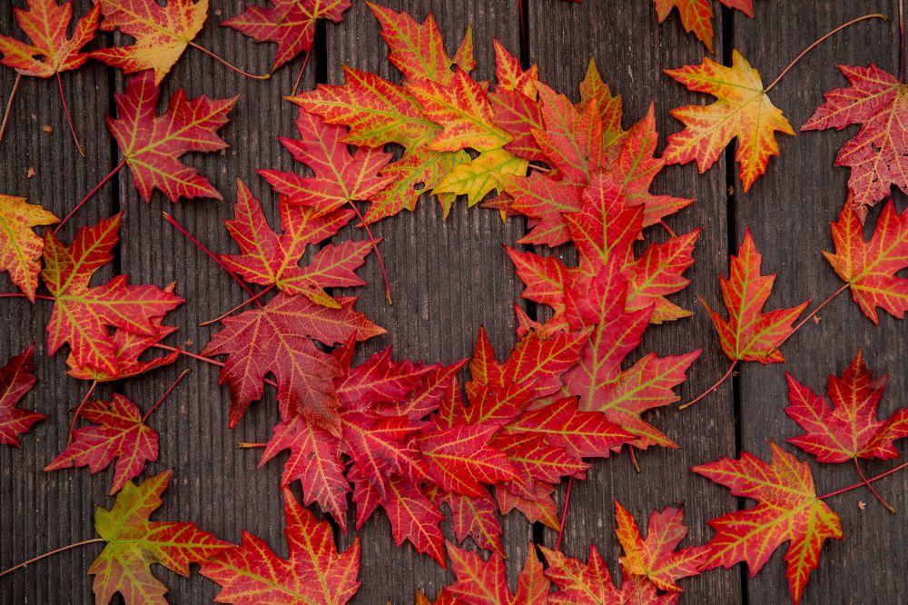 Photograph by Наталья Брюхненко