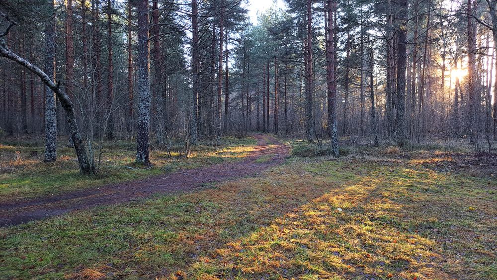 Редкий гость в ноябре