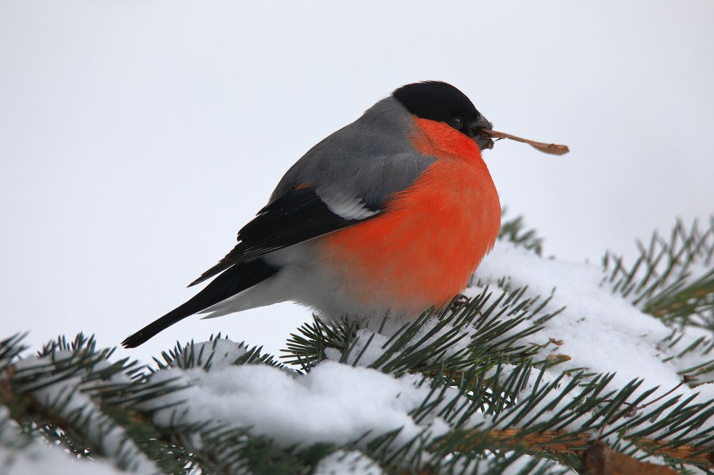 Photograph by Николай Протасеня