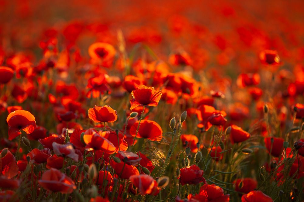 Photograph by Wiktor Kulesa