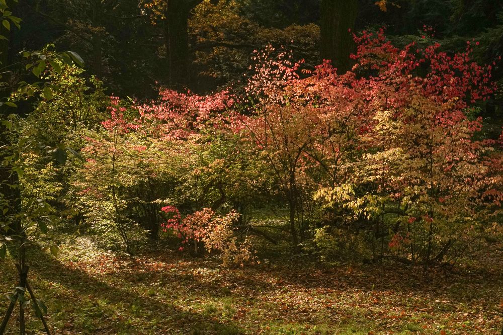 Photograph by Елена Никонова