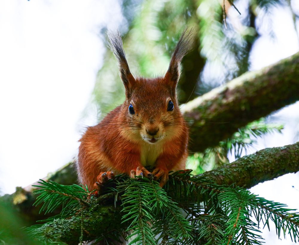 Любопытство