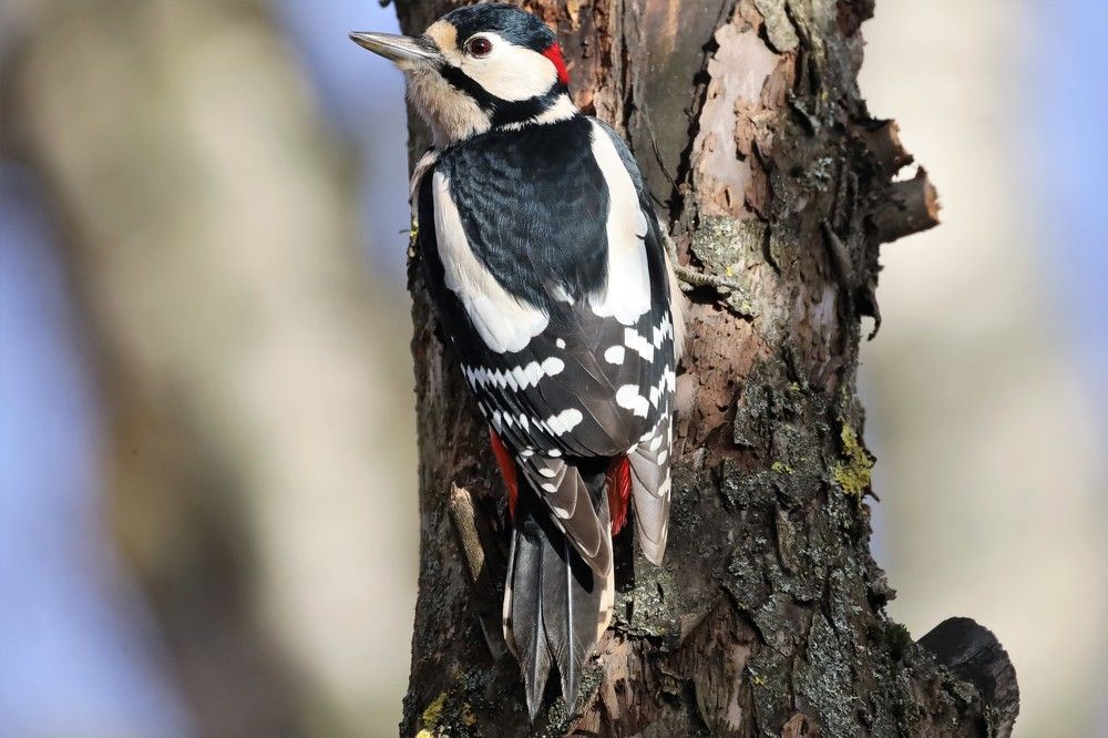 Санитар леса