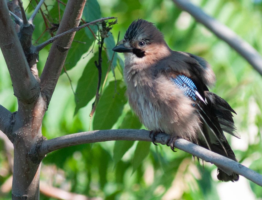 Фотография автора DIMITRIS MPAZIOTOPOULOS