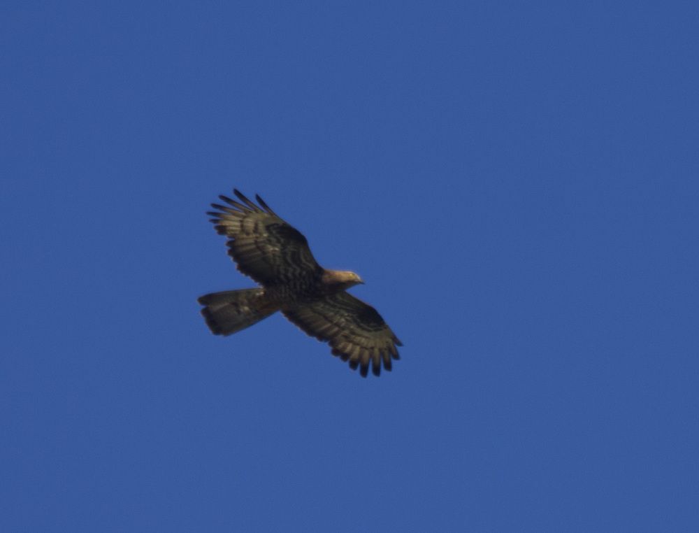 Осоед осматривает владения