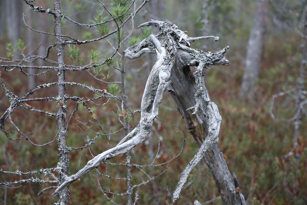 Фотография автора Андрей Шувалов