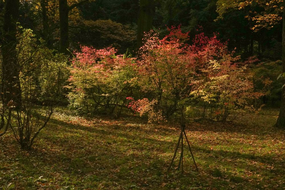 Photograph by Елена Никонова