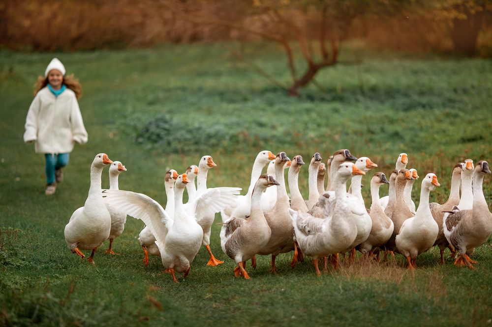 Photograph by Ліля Гуцол