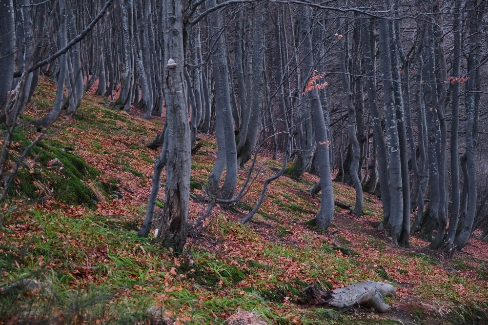 Photograph by Александр Серняк