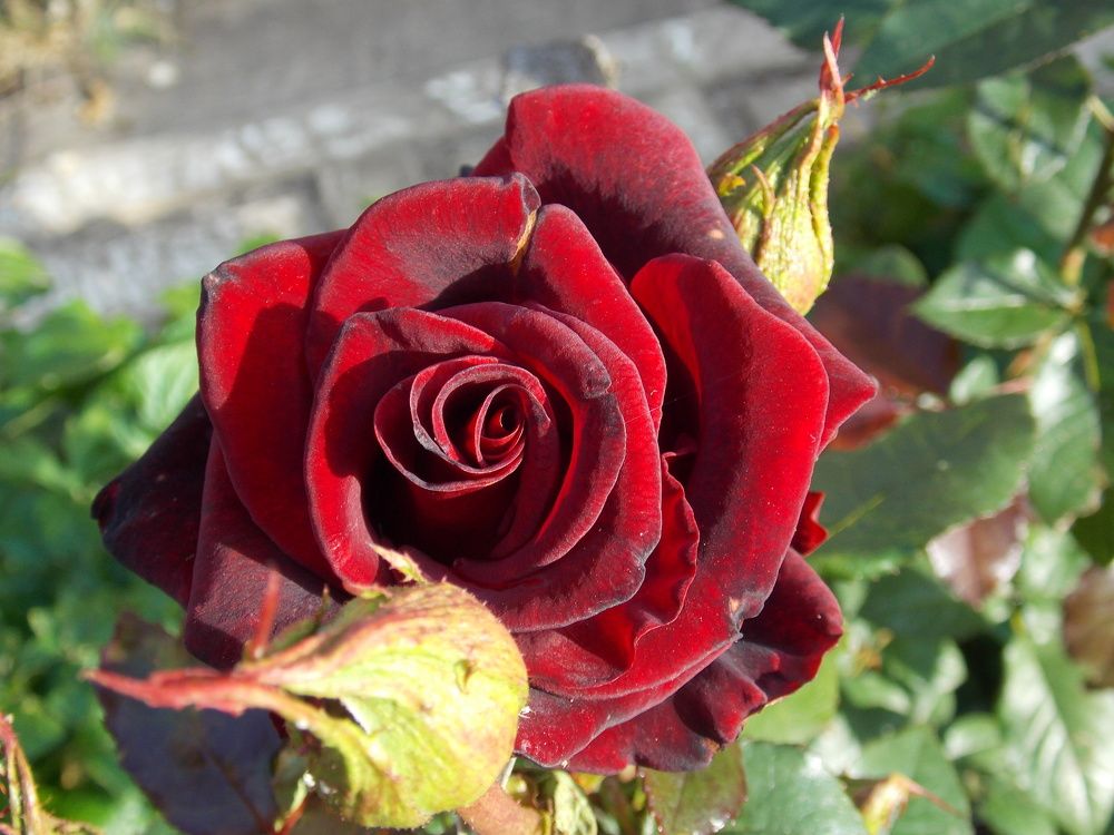 Photograph by Анастасия Кудина