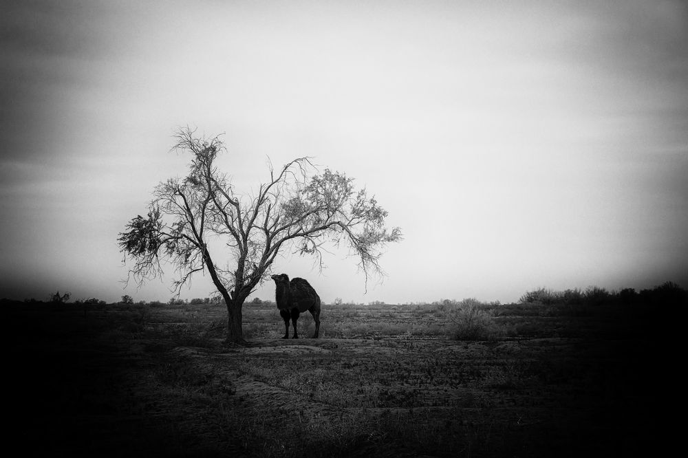 «The heart of the steppe»