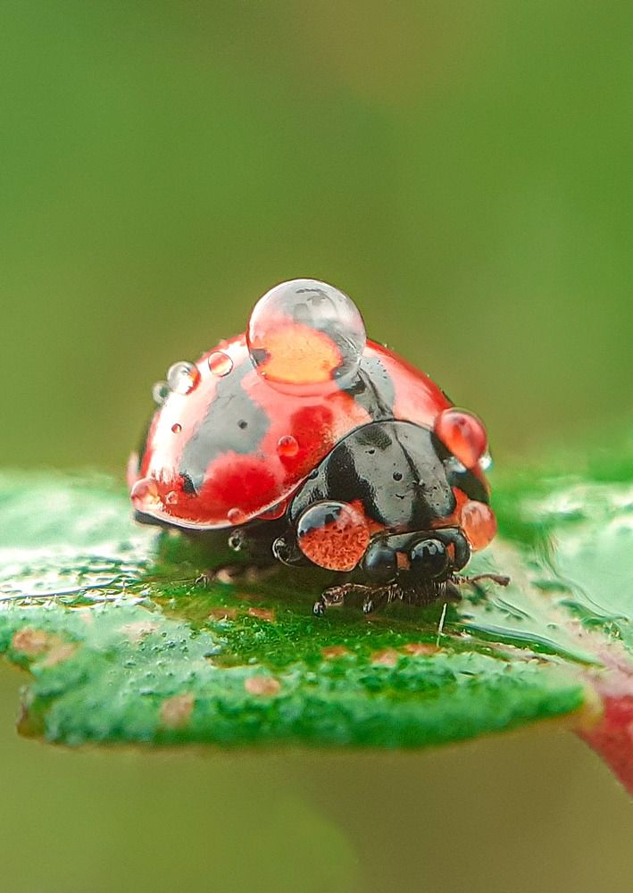 Ladybug