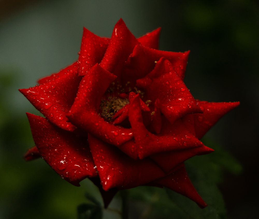 Photograph by Олеся Грекова