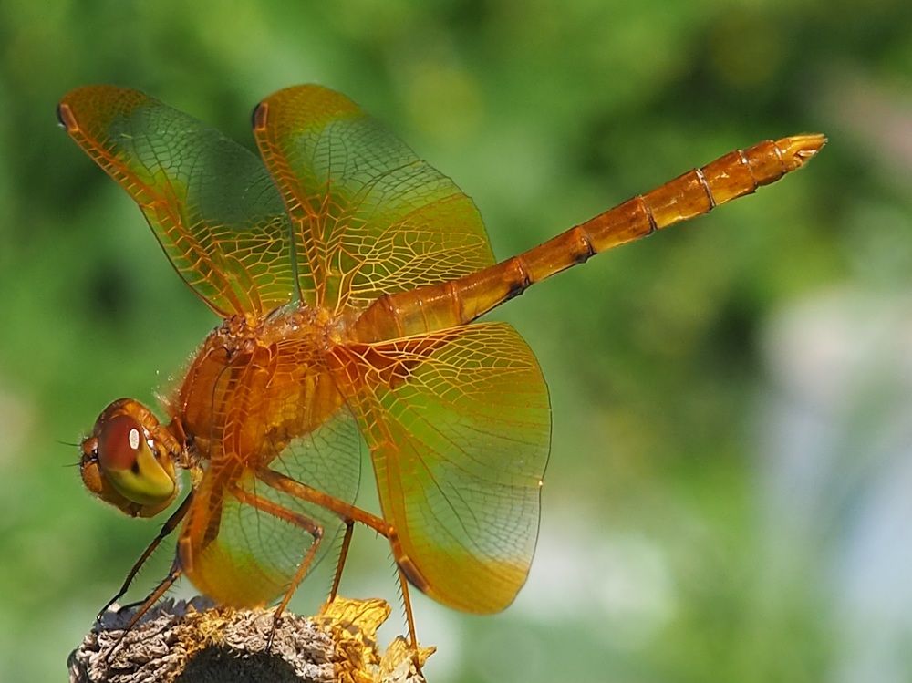 Золотая балерина