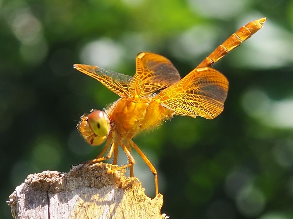 Танцовщица с золотыми крыльями
