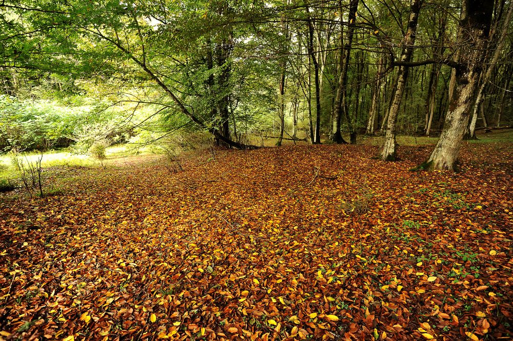 Photograph by davood vajdi