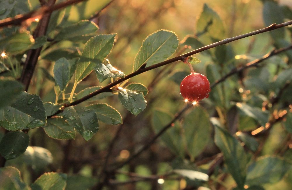 Photograph by Леунина Людмила