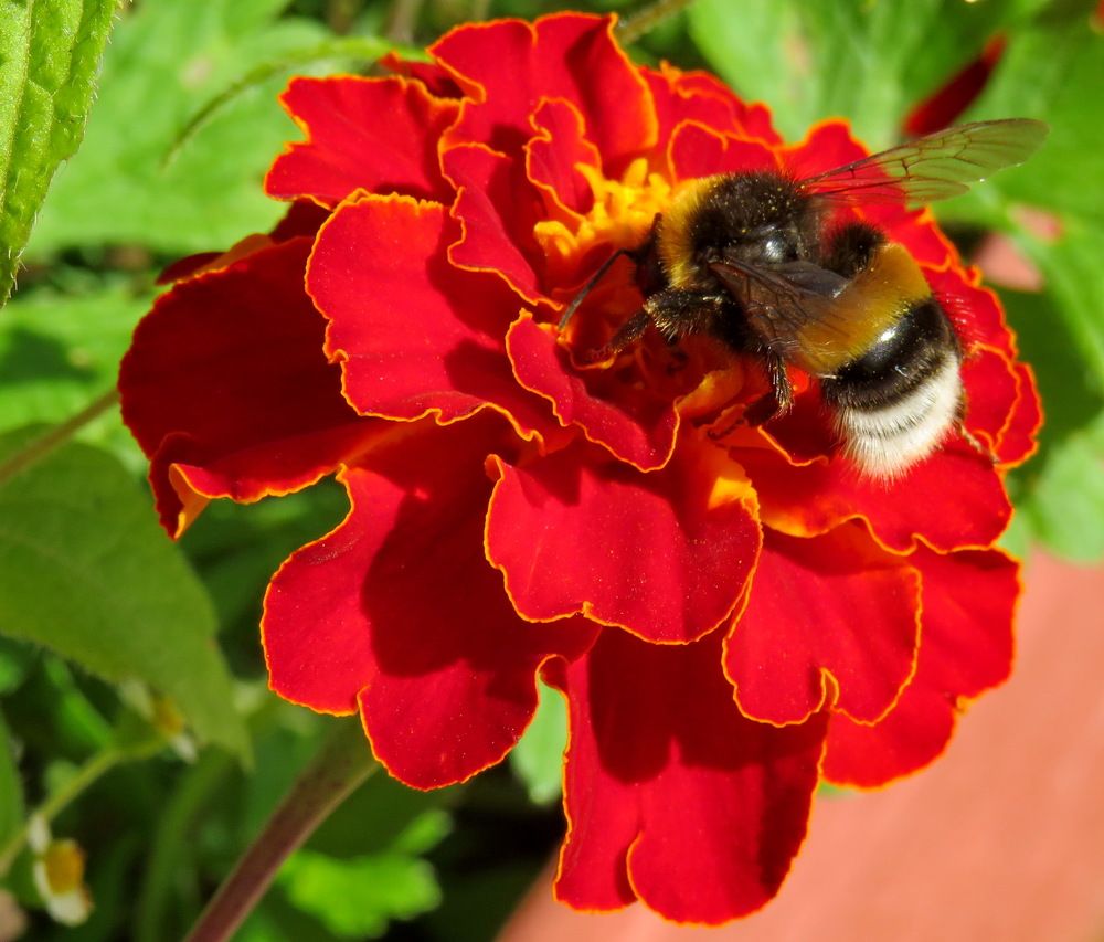 Bumblebee on a red marigold flower