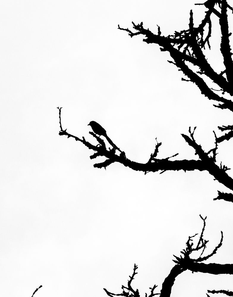 Photograph by Bondhu Dey