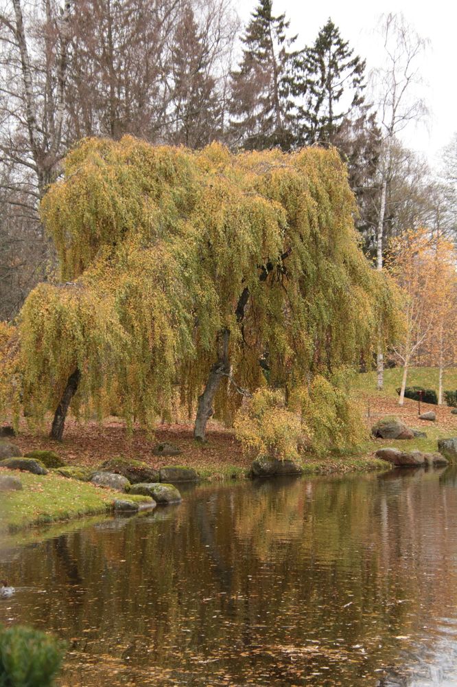 Photograph by Елена Шавшина