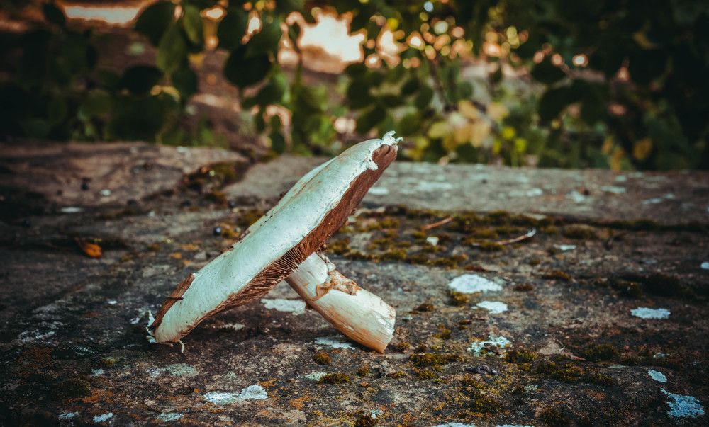 Photograph by Елена