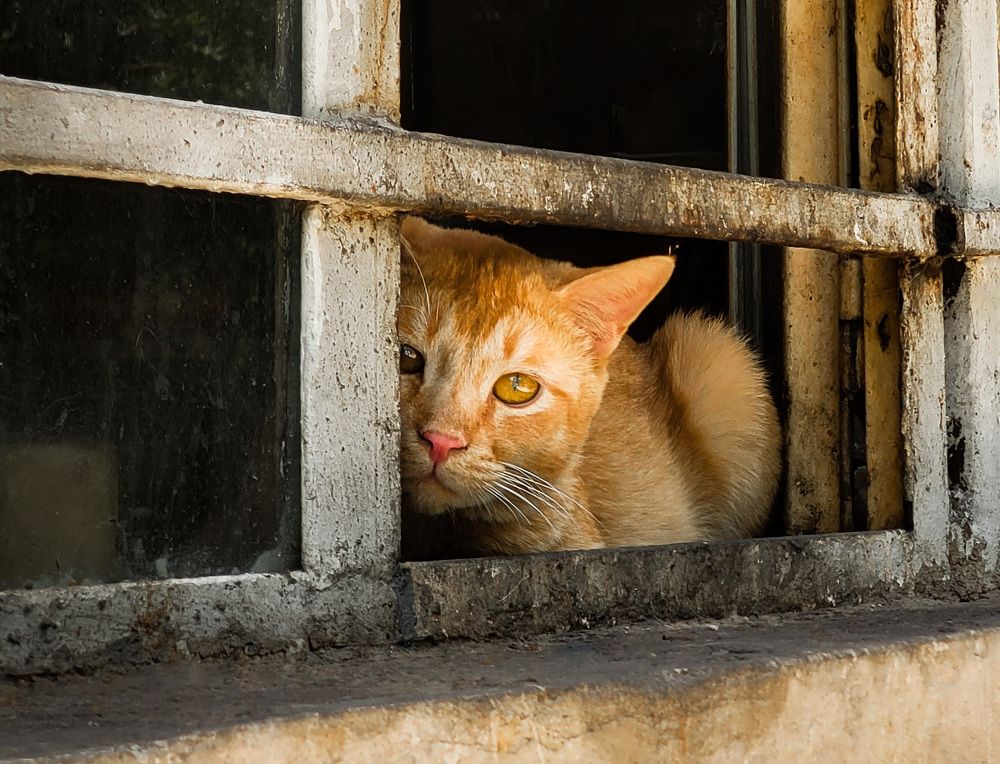 Фотография автора Mohammad Mohseni